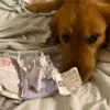 This Dog Chewed Its Owner’s Passport & Prevented Her from Travelling to Wuhan