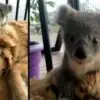 Golden Retriever Surprises Its Owner with a Baby Koala It Saved