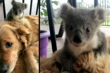 Golden Retriever Surprises Its Owner with a Baby Koala It Saved