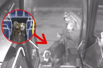 Bus Driver Sees 2 Wandering Dogs on the Road- Pulls in & Takes Them Inside