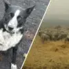 Wonderful Beings: Border Collie Saves Flock of Sheep from Australian Fires