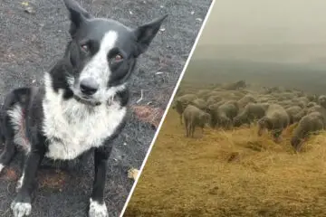 Wonderful Beings: Border Collie Saves Flock of Sheep from Australian Fires