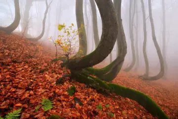 Are Trees Intelligent? Apparently, They can Make Friends, Have Feelings & Look after Each Other