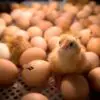 France Pledges to Ban Shredding of Male Chicks in Egg Industry by 2021