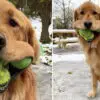 This Golden Retriever Breaks the World Record for Holding most Tennis Balls in His Mouth