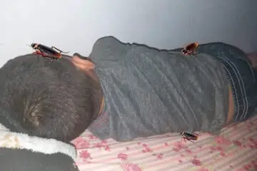 Genius Mother or What: She Added Cockroaches on Her Son’s Back because He Refused to Shower