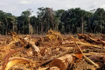 Deforested Amazon Rainforest Is Releasing more CO2 than it Absorbs