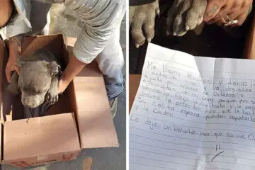 Boy Leaves His Puppy at a Shelter so His Dad Can’t Abuse Him- Writes in Letter ‘Here’s a Toy so He Won’t Forget Me’