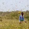 Somalia Declares National Emergency as Swarms of Locusts Attack East Africa