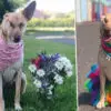 Beautiful Soul: Pregnant Dog Survives Being Shot 17 Times & Is now a Certified Therapy Dog