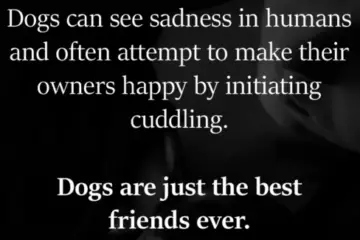 Are Dogs Really Our Best Friends?
