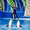 SeaWorld Announces an End to Dolphin Stunts, PETA Wants more