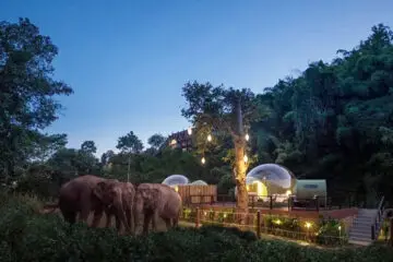 For $585 per Night, You Can Sleep in a Jungle Bubble in Thailand with Rescue Elephants Walking by