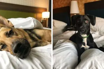 In this Hotel, the Guests can Foster Dogs during their Stay: 33 of Them Have Been Adopted