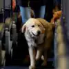New Rules in the US May Remove Emotional Support Animals from Planes