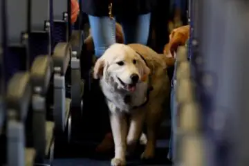 New Rules in the US May Remove Emotional Support Animals from Planes