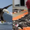 Iconic Bald Eagles Continue Dying because of Lead Poisoning, Why Is no One Talking about this Problem?