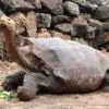 Diego the Giant Tortoise ‘Retires’ after His High Sex Drive Helped His Species