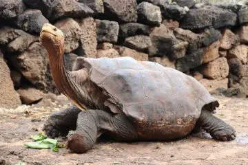 Diego the Giant Tortoise ‘Retires’ after His High Sex Drive Helped His Species