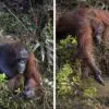 One Photo, Thousand Words: Orangutan Caught on Camera Offering a Hand to a Man Clearing Snakes from a River