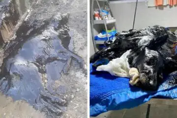 Heartwarming Story: People Find a Dog entirely Covered in Tar, They Do Their Best to Save Her
