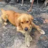 After Family Lost everything in Australian Bushfires, Their Dog Finds His Favorite Toy