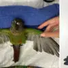 This Vet Gave a Parrot Prosthetic Wings after His Owner Trimmed Them