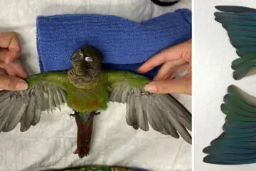 This Vet Gave a Parrot Prosthetic Wings after His Owner Trimmed Them