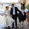 This Man Brought a Llama in a Tuxedo at His Sister’s Wedding: Her Reaction Went Viral
