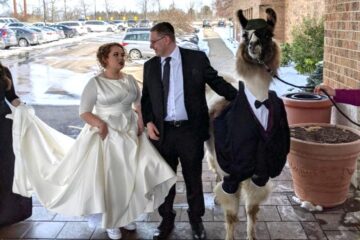 This Man Brought a Llama in a Tuxedo at His Sister’s Wedding: Her Reaction Went Viral