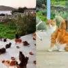 Paradise for Cat Lovers: This Cat Sanctuary in Looked for a Caretaker to Live on a Greek Island & Take Care of 55 Cats