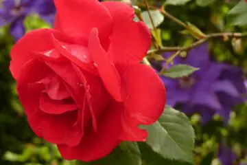 The Amazing Healing Abilities of Rose Petals