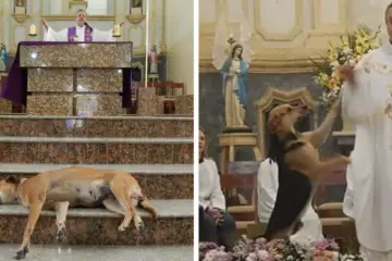 Wonderful People: A Brazilian Priest Brings in Stray Dogs to Sunday Mass to Help Find Them Forever Homes