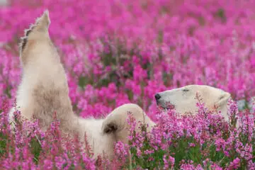 This Canadian Photographer Caught the most Magical Moment: Polar Bears Playing in Fields of Flowers