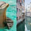 During Italian Lockdown due to COVID-19, Swans & Dolphins Appear in Venice Canals