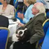 Isn’t This the Cutest Thing ever? The Giant Bernese Dog of the Irish President ‘Refuses’ to Leave until He Gets a Belly Rub