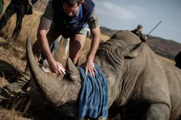 Poachers Cut the Horns of Rhinos & Use Them to Make Natural Viagra & Other Natural ‘Remedies’!
