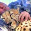 A Cheetah Sees a Photographer Resting under a Tree, Decides to Join Him