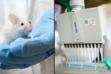 This Research Team Successfully Cured Diabetes in Lab Mice Using Human Stem Cells