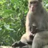 This Monkey Is Seen Taking Care for Orphaned Kittens like She’s Their Mother