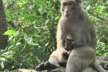 This Monkey Is Seen Taking Care for Orphaned Kittens like She’s Their Mother