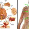 7 Ways to Stimulate Your Vagus Nerve & Fight Off Inflammation, Depression & Migraines