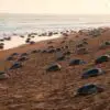 While Humans Are Locked inside, Thousands of Endangered Turtles Return to Odisha Beach to Lay Eggs