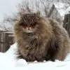 Norwegian Forest Cats, the Pets of the Vikings