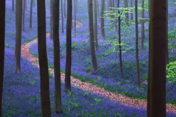 There Is a Mystical Forest in Belgium all Carpeted with Bluebell Flowers