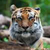 Tiger Tests Positive for COVID-19 at New York ZOO-First Case of Its Kind in US