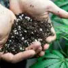 Cannabis Is Effective At Removing Nuclear Radiation and Heavy Metals From Contaminated Soil