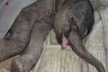 Do Animals Have Feelings? This Baby Elephant Cried for 5 Hours after His Mother Rejected Him