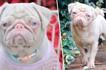Rare Pink Pug Called Milkshake Is One of the less-than-100 in the World
