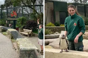 Zookeepers Self-Isolate in UK Wildlife Park for 3 Months to Take Care of Animals